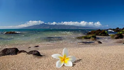 Photo of Hawaiian beaches for Profile