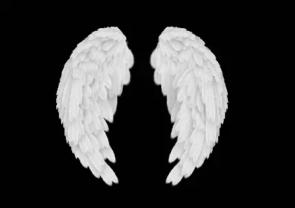 High quality angel wing photo for profile