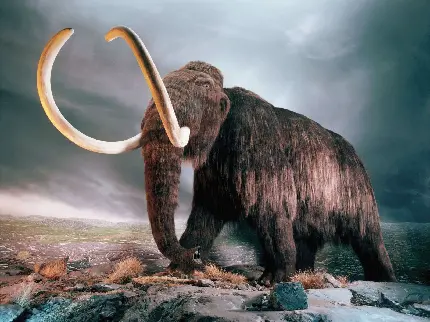Best Prehistoric Mammoth Images in HD Quality