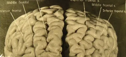 Real human brain close up and zoomed in image