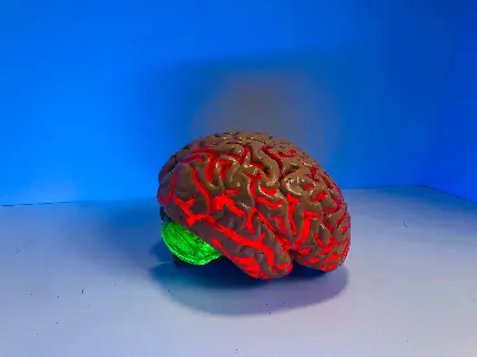 Photo of complete brain mold Human