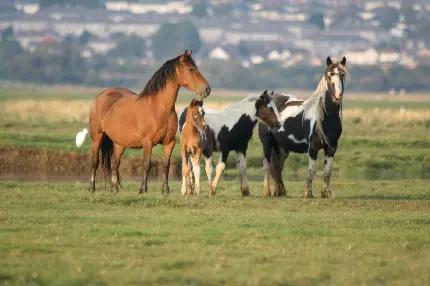 Download wallpaper of wild horse photo in nature