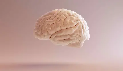 High quality human brain photo