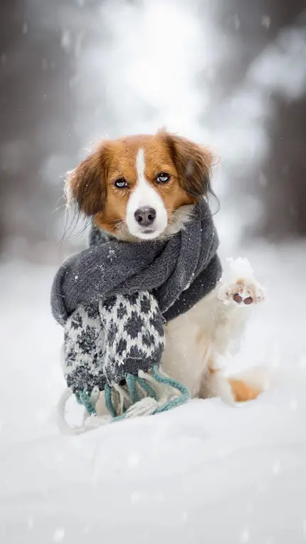 Super cute photo of a dog with a scarf in the snow