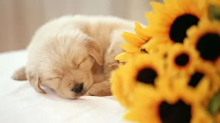 Very beautiful photo of a lovely dog ​​in a cute sleep