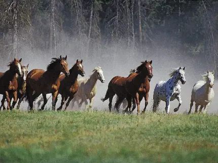 Beautiful and very spectacular wild horse photo for profile