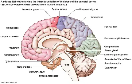 Photo of the human brain and its description in English