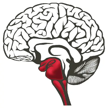 Photo of the human brain and spinal cord