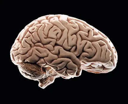 Photo of human brain