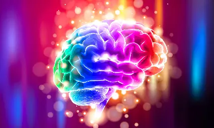 Real Human Brain Wallpaper for W