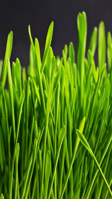 Download high quality Photoshop artificial grass texture material