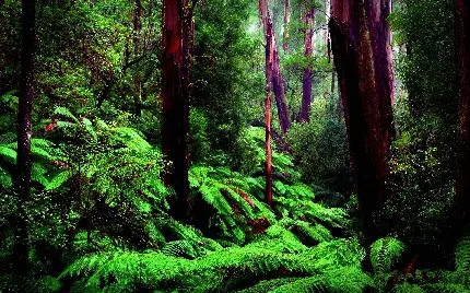 Beautiful pictures of high quality rainforest nature