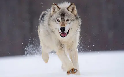Photo of a scary and ferocious wolf running