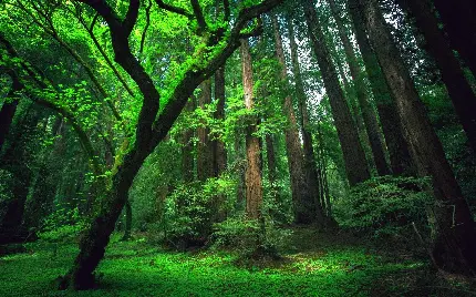 Beautiful forest photo full HD