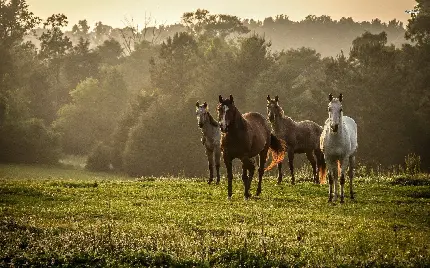 Beautiful pictures of wild horses in full HD