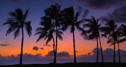 Photo of dreamy nature of Hawaii for profile at night