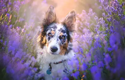 Very beautiful background of a lovely dog ​​among lavender
