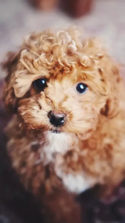 Photo of a lovely toy poodle dog in quality
