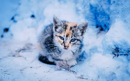 High quality photo of a beautiful cat in the snow