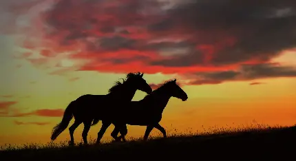 HD quality photo for horse wallpaper Wild