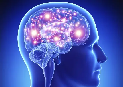 HD quality human brain wallpaper