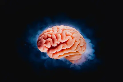 Photo of a human brain for laptop wallpaper