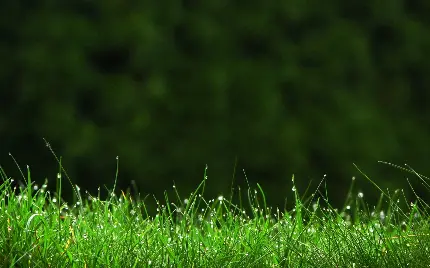 Free download natural grass texture with quality Top