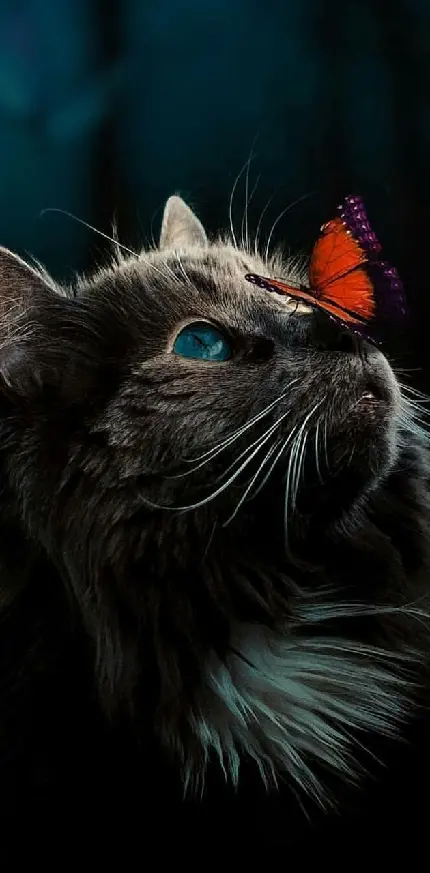 Super beautiful photo of a cat and a butterfly in high quality