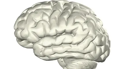 Photo of a real human brain up close