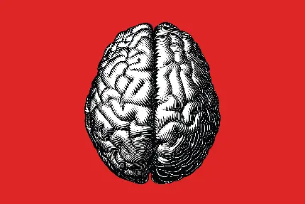 Photo of the human brain with a red background for brain specialist students
