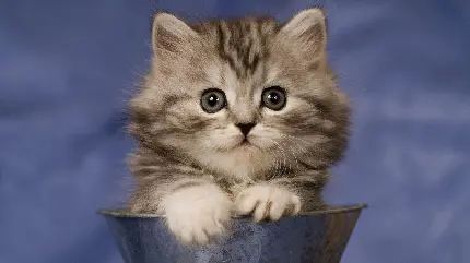 Download cat photo for girly profile in high quality