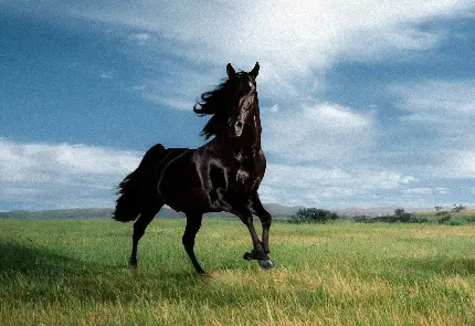 Wallpaper of black wild horse photo