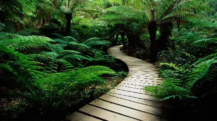 Download background photo of the Amazon forest