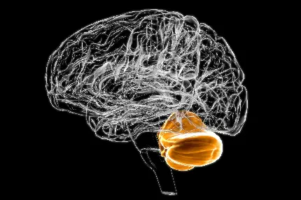 human brain photo