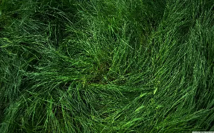 A very beautiful picture of a natural grass texture from a close-up view
