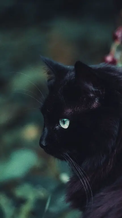 Download photo of a black cat with green eyes