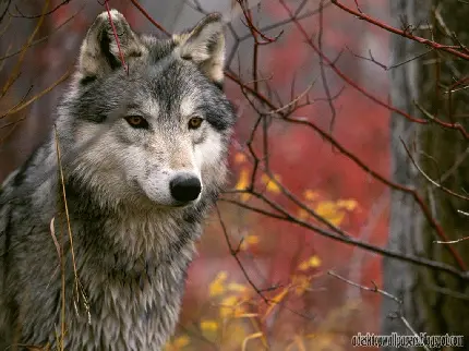 Extremely beautiful photo of a forest wolf in high quality