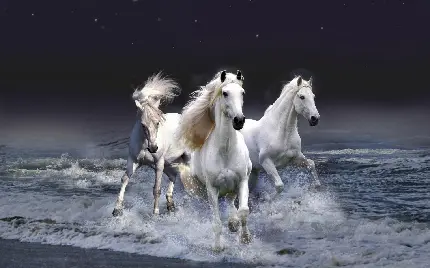 Photos of white and beautiful horses really full hd