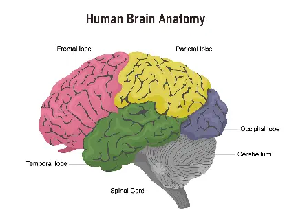 Segmented photo of the brain Humans into different parts