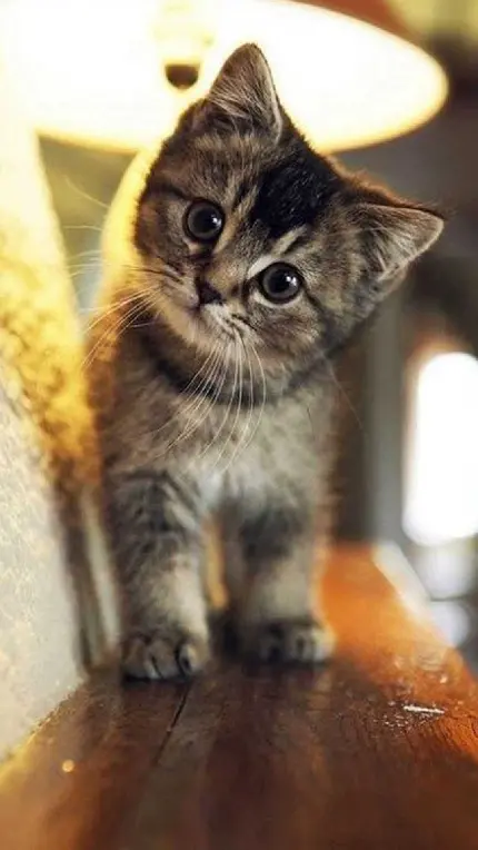 Download cute and googly kitten photo with quality Top
