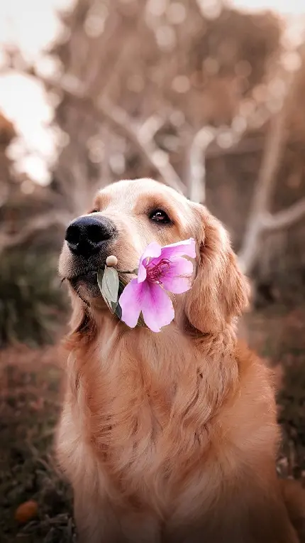 Very beautiful photo of lovely dog ​​with flower horn