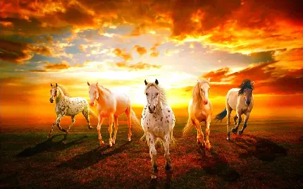 Beautiful horse photo for profile and wallpaper in high quality