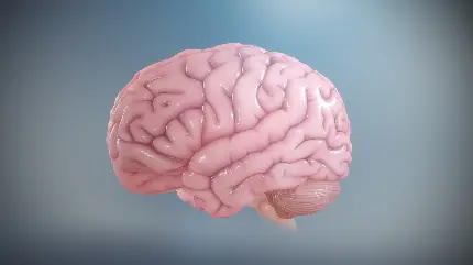 Photo of the human brain from a close-up with very good quality