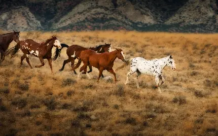 Photos of wild horses with quality Top