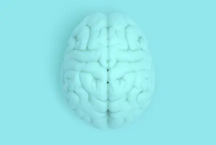 Human Brain Profile Photo in HD Quality