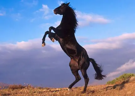 Stunning High-Quality Wild Horse Images Collection