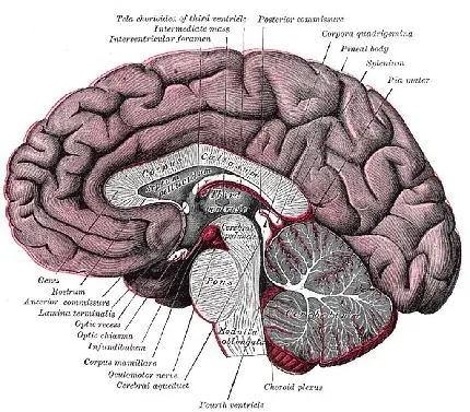human brain