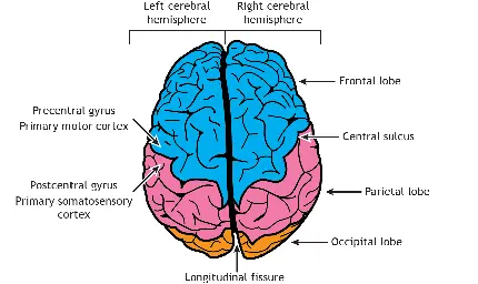 Photo of human brain for Profile