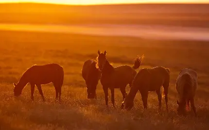 Download free high quality wild horses photo