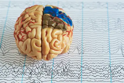 Photo of a brain mold next to a high-quality brain tape